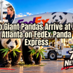 Giant pandas arriving in Atlanta aboard a FedEx Panda Express Boeing 777 for Zoo Atlanta.